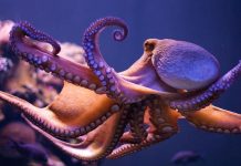 Difference between squid and octopus Difference between squid and octopus
